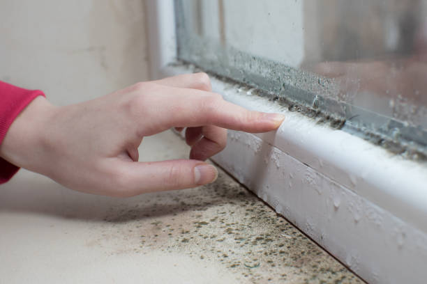 Trusted White Plains, NY Mold Removal Experts